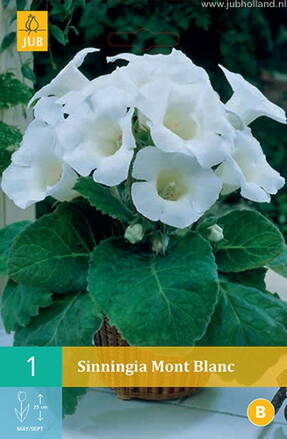 Gloxinia Mont Blanc 