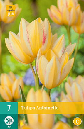 Mnohokvetý tulipán - Tulipán Antoinette                 