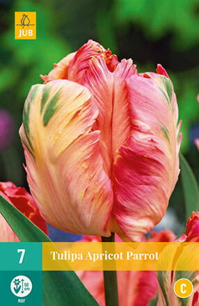Papagajový tulipán - Apricot Parrot