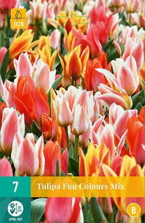Greigii tulipán - Fun Colours  Mix