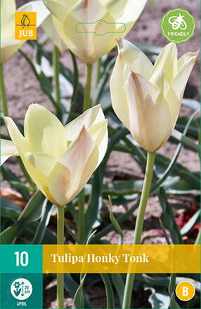 Botanický tulipán - Tulipán Honky Tonk