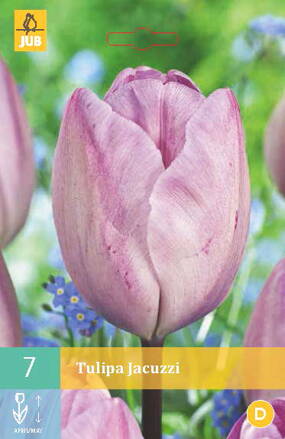 Triumph tulipán - Tulipán Jacuzzi  