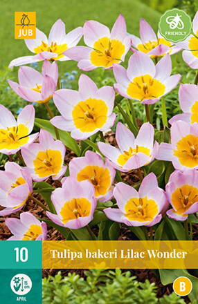 Botanický tulipán - Tulipán Bakeri Lilac Wonder