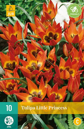 Botanický tulipán - Tulipán Little Princess