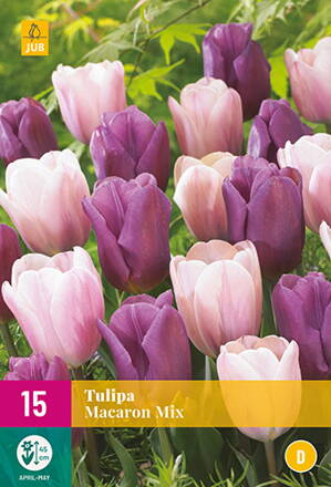 Triumph tulipán - Macaron mix                         