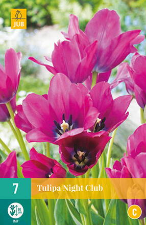 Mnohokvetý tulipán - Tulipán  Night Club                     