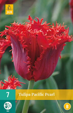 Strapkatý tulipán - Tulipán Pacific Pearl                 