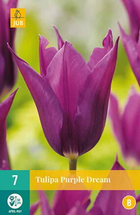 Ľaliokveté tulipány - Purple Dream