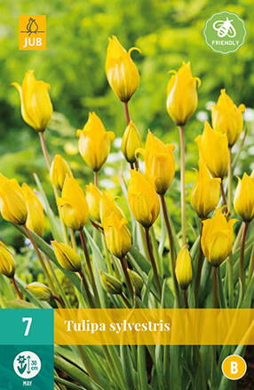 Botanický tulipán - sylvestris