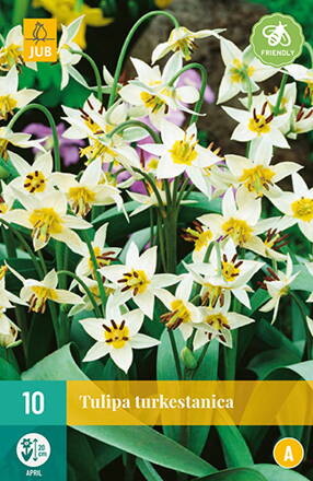 Botanický tulipán - Tulipán turkestanica