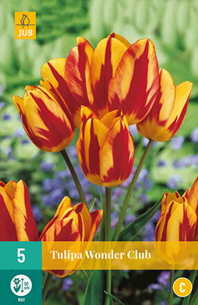 Mnohokvetý tulipán - Wonder   Club                       