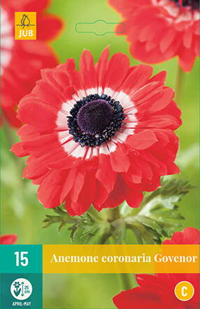 Veternica - Anemone coronaria Hollandia