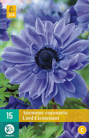  Anemone  Veternica    coronaria Lord Lieutenant  