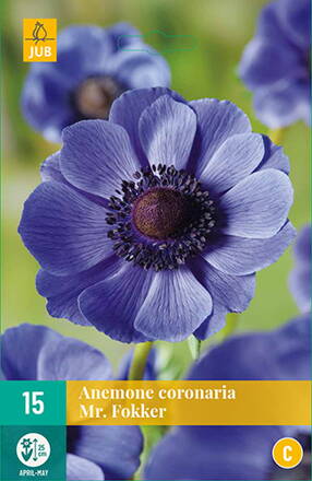  Anemone  Veternica  coronaria Mr. Fokker  