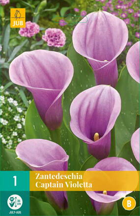 Kala Kornútovka Captain Violetta  