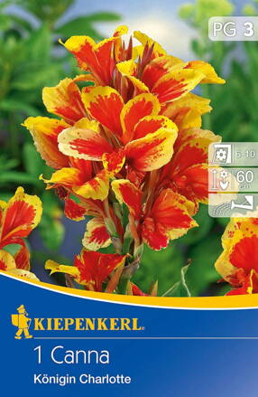 Canna Kana  Königin Charlotte  