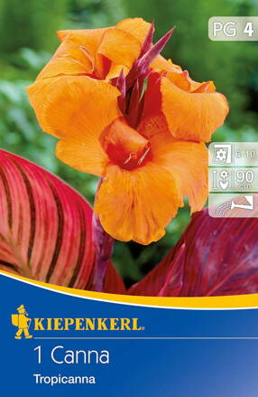 Canna Kana  Tropicanna   