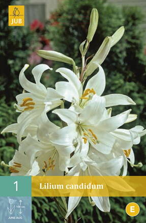 Ľalia biela Lillium Candidum
