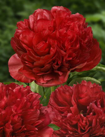Paeonia lactiflora Pivonka Eliza Lundy   