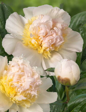 Paeonia lactiflora Pivonka Honey Gold 