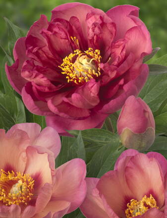 Paeonia Pivonka itoh Magical Mystery Tour  