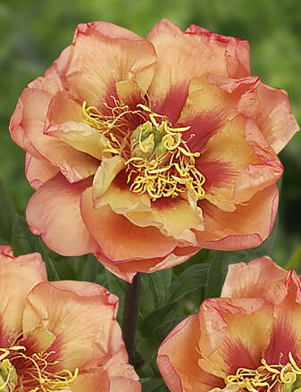 Paeonia Pivonka itoh Orange Victory  