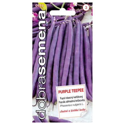 Fazuľa kríčková  Purple Teepee