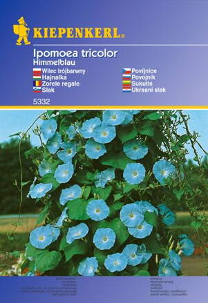 Povojník Himmelblau                                                