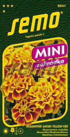 Aksamietnica rozložitá Safari Yellow Fire