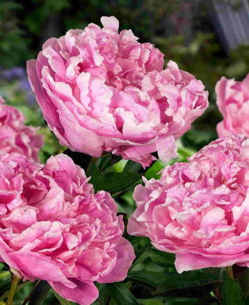 Paeonia lactiflora Pivonka Alexander Fleming  