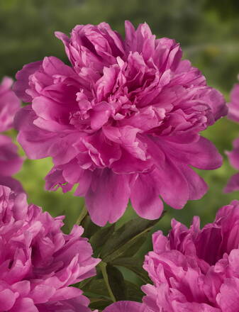 Paeonia lactiflora Pivonka Amabilis 