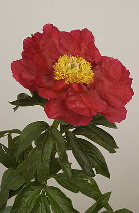 Paeonia hybrid Pivonka America  
