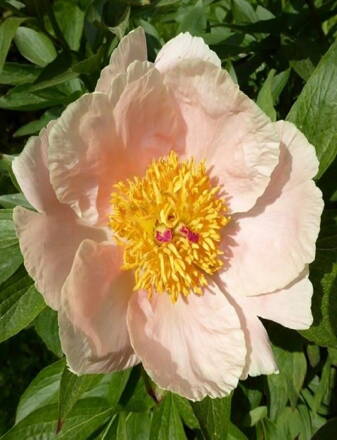 Paeonia hybrid Pivonka Apricot Whisper  