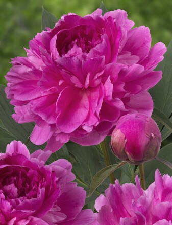 Paeonia lactiflora Pivonka Bunker Hill 