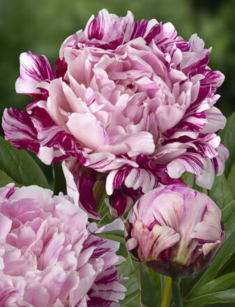 Paeonia lactiflora Pivonka Candy Stripe 