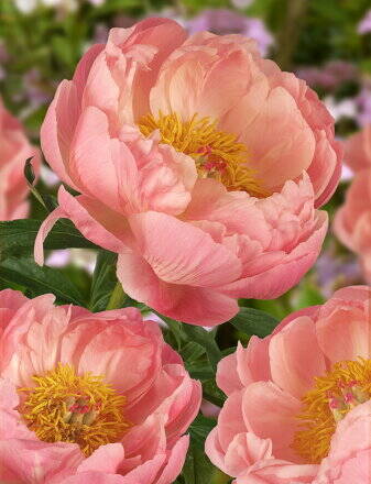 Paeonia hybrid Pivonka Coral Charm  