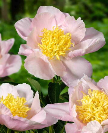 Paeonia hybrid Pivonka Garden Lace  