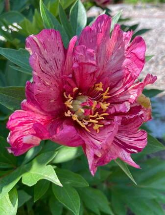  Pivonka itoh  Anderson’s Kaleidoscope 