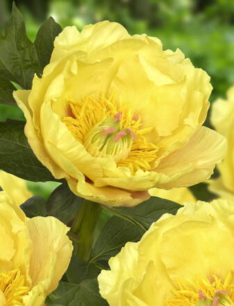 Paeonia Pivonka itoh    Garden Treasure  