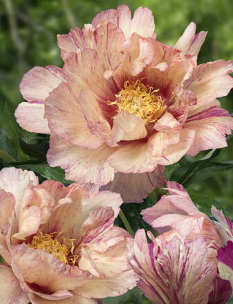Paeonia Pivonka itoh  Lollipop 