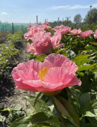 Paeonia hybrid Pivonka Sugar ‘n Spice  