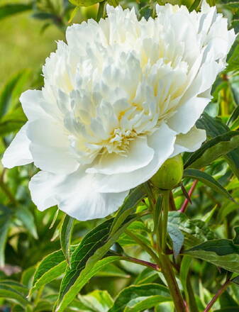 Paeonia hybrid Pivonka White Charm  