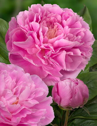 Paeonia lactiflora Pivonka Silver Daubed 