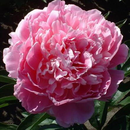 Paeonia lactiflora Pivonka Pink Giant