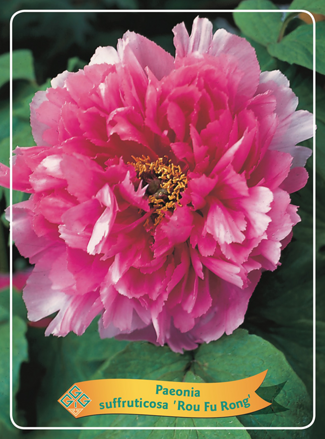 Japanese paeonia Drevitá japonská pivonka ružová dostupná od 15.3