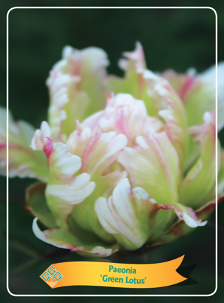 Paeonia lactiflora Pivonka Green Lotus 