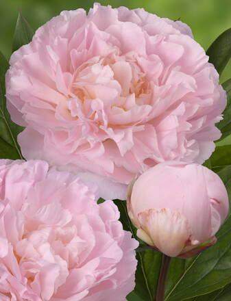 Paeonia lactiflora Pivonka Albert Crousse  