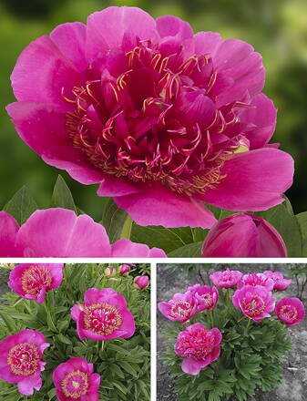 Paeonia lactiflora Pivonka Anemoniflora   