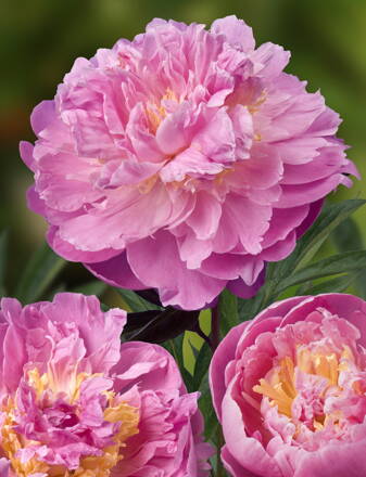 Paeonia lactiflora Pivonka Bella Donna   