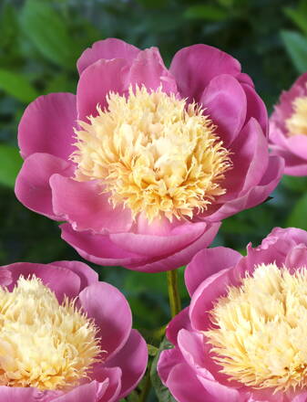 Paeonia lactiflora Pivonka Bowl of Beauty